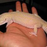 Raptor Leopard gecko