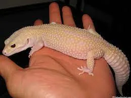 Raptor Leopard gecko