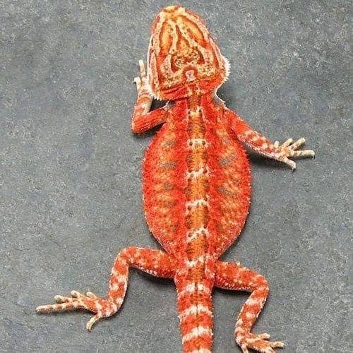 Red Bearded Dragon for Sale | Vibrant Red Morph