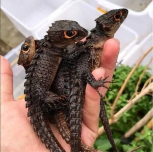 Red Eyed Crocodile Skink for Sale | Captive Bred