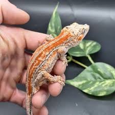 Red and Orange White Base Gargoyle Gecko