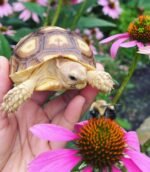 sulcata tortoises for sale online