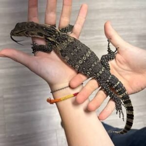Salvator Water Monitors | Varanus salvator