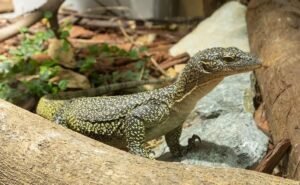 Small Mangrove Monitors | Varanus indicus