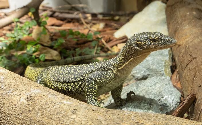 Small Mangrove Monitors | Varanus indicus