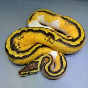 Stripe Pastel Yellow Belly Ball Python | Available Morph