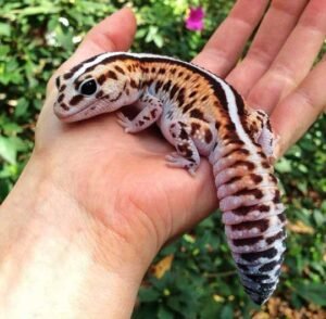 Striped African Fat Tailed Gecko | Shop Online