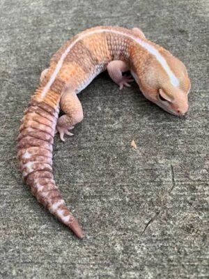 Where to Buy Striped Albino African Fat Tailed Geckos