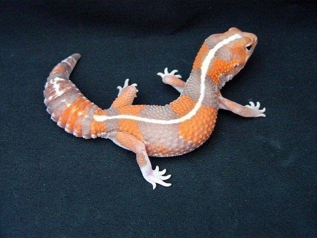 Buy Striped Tangerine African Fat Tailed Geckos | Online