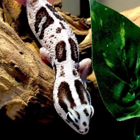 Striped Whiteout African Fat Tail Gecko | Where to Buy