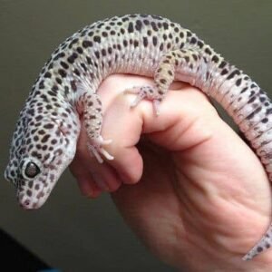 Super Snow Leopard Geckos | Distinctive High-Contrast Morph