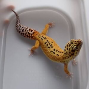 Tangelo Eclipse Leopard Gecko | Distinctive Orange Morph