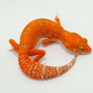 Tangelo Leopard Gecko | Where to Buy Online