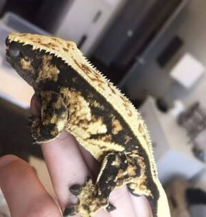Tricolor Crested Gecko |