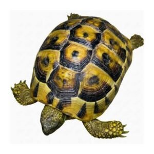 Western Hermann’s Tortoise