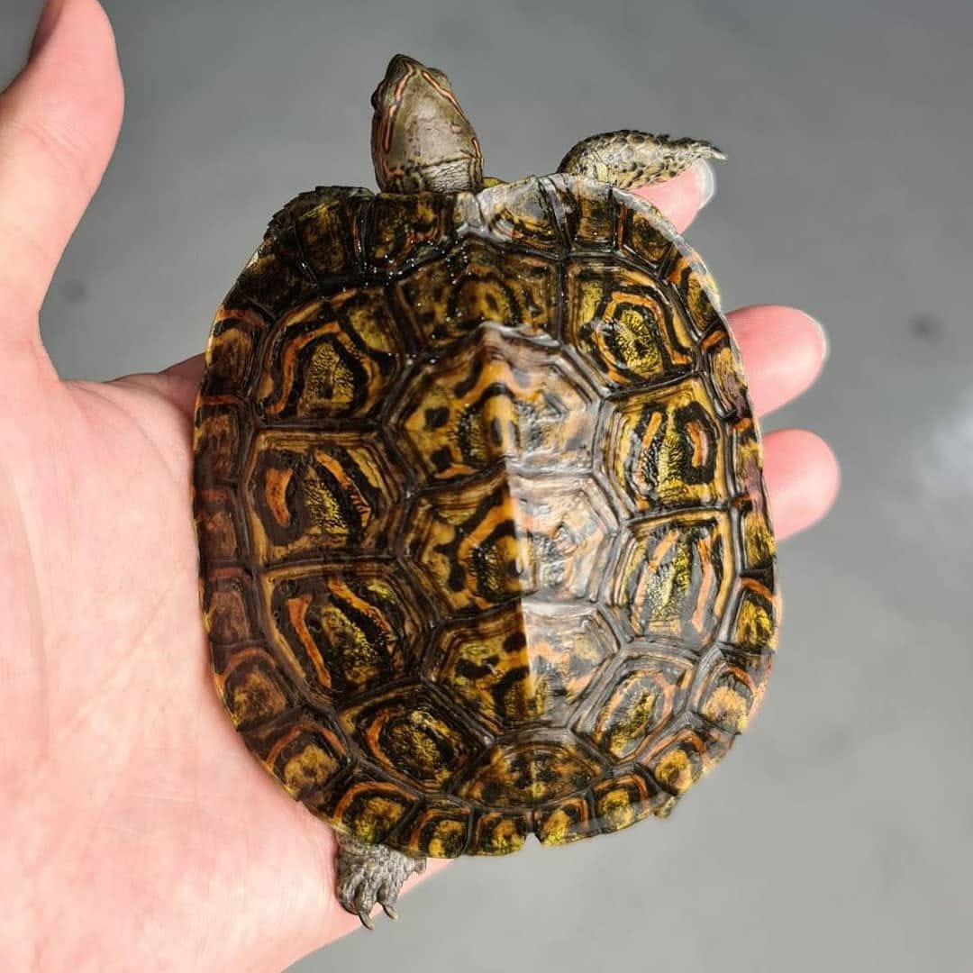 Ornate Box Turtle for sale