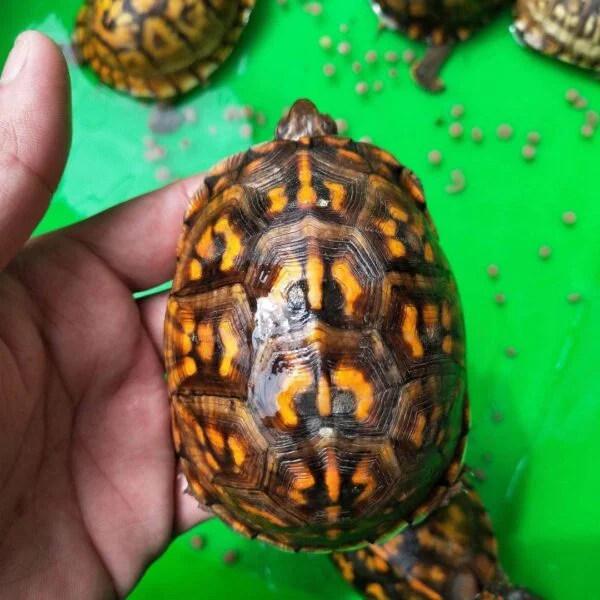 Eastern Box Turtle for sale