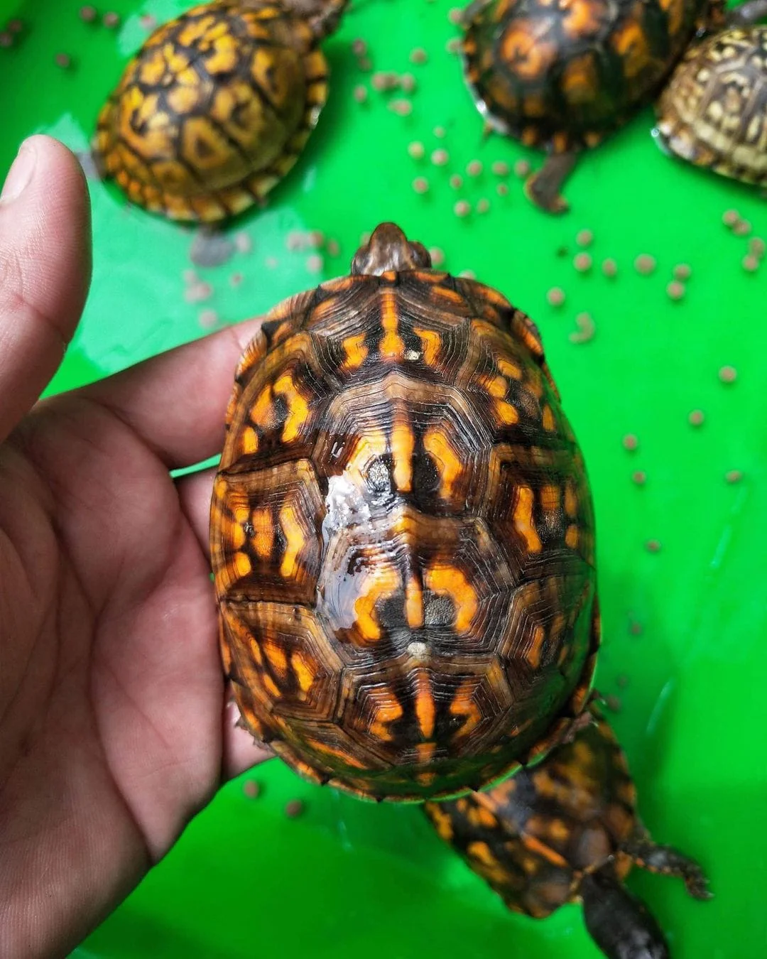 Eastern Box turtle for sale We have some fantastic captive