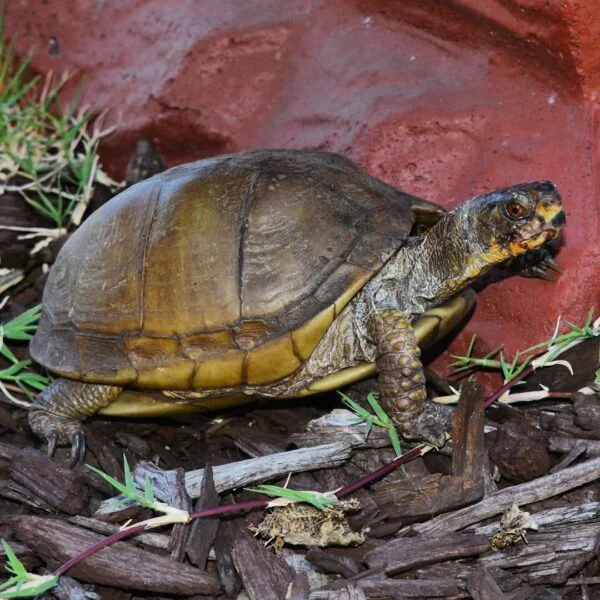 3 Toed Box Turtle for sale