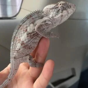 Cap Est Panther Chameleon for sale