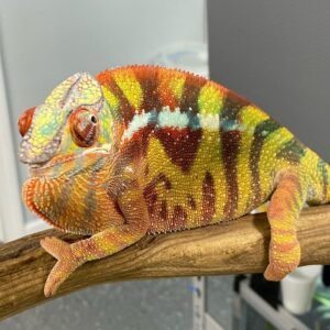Sambava Panther Chameleon FOR SALE