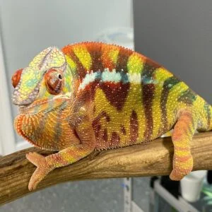 Sambava Panther Chameleon FOR SALE
