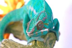 Nosy Faly Panther Chameleons are a very popular panther chameleon. FOR SALE