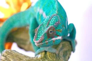Nosy Faly Panther Chameleons are a very popular panther chameleon. FOR SALE