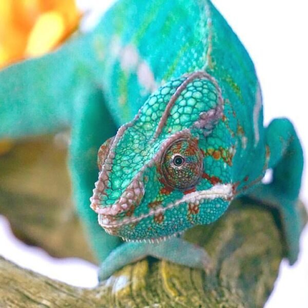 Nosy Faly Panther Chameleons are a very popular panther chameleon. FOR SALE