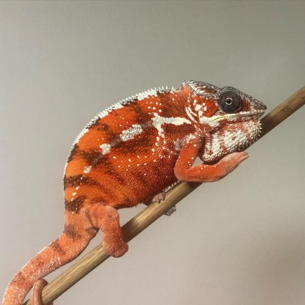 Tamatave Panther Chameleon for sale