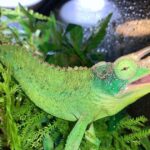Jackson’s Chameleon for sale