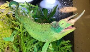 Jackson’s Chameleon for sale