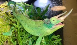 Jackson’s Chameleon for sale