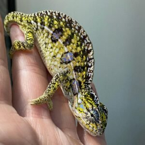 Carpet Chameleon for sale