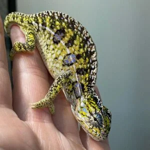 Carpet Chameleon for sale