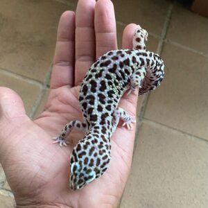 Tug Snow Leopard gecko