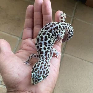 Tug Snow Leopard gecko