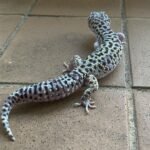 Tug Snow Leopard gecko for sale