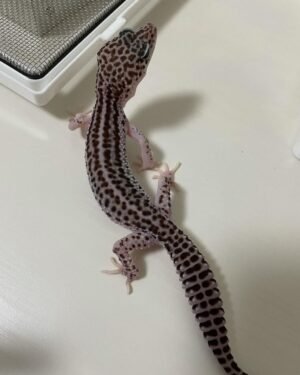 Mack Super Snow Leopard gecko FOR SALE