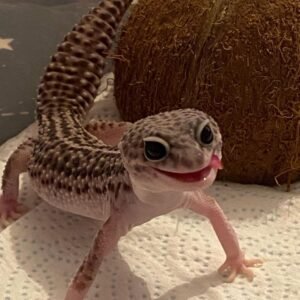 Mack Snow Leopard gecko for sale