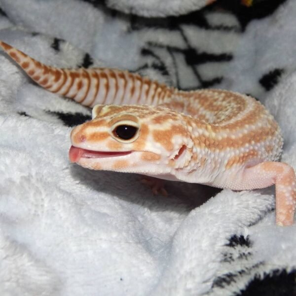 Mandarin Tangerine Leopard gecko for sale