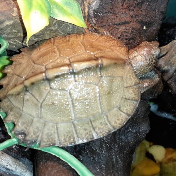 Giant Leaf Turtle for sale