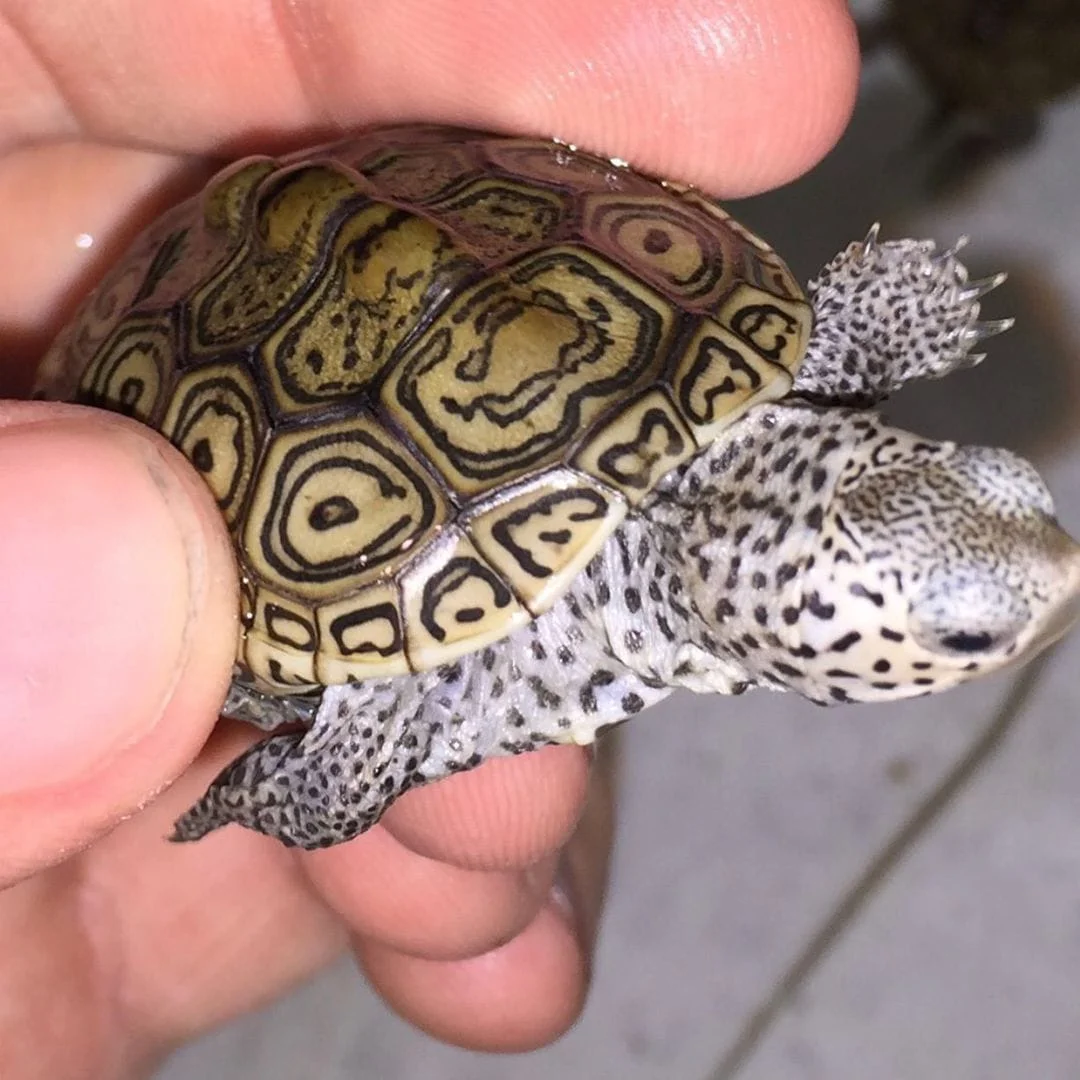 Northern Diamondback Terrapin for sale