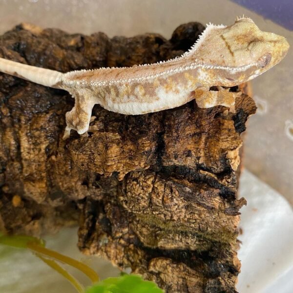 Lily White Crested gecko FOR SALE