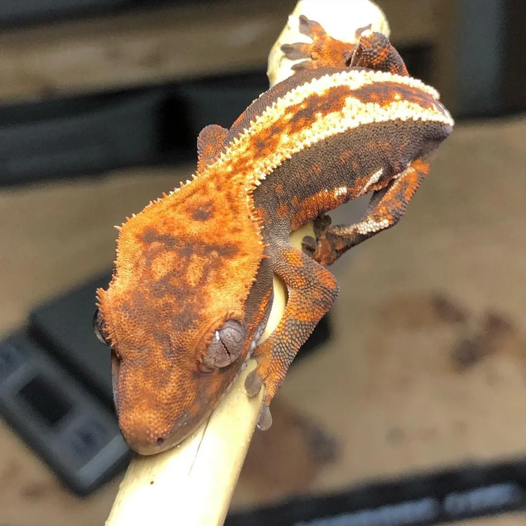 Halloween Crested gecko - Image 2