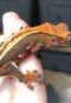 Halloween Crested gecko for sale