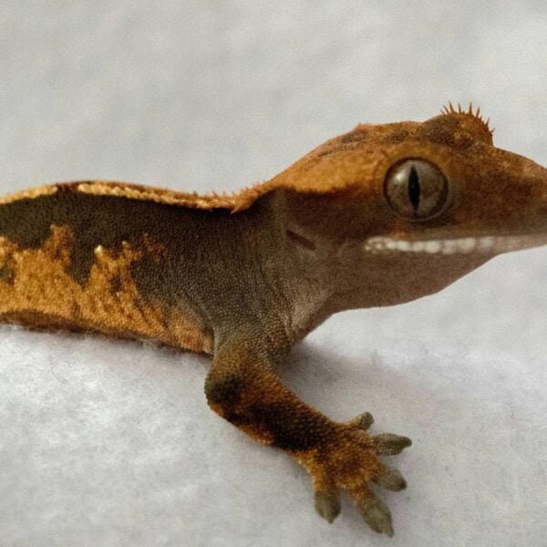 Chocolate Harlequin Crested gecko for sale