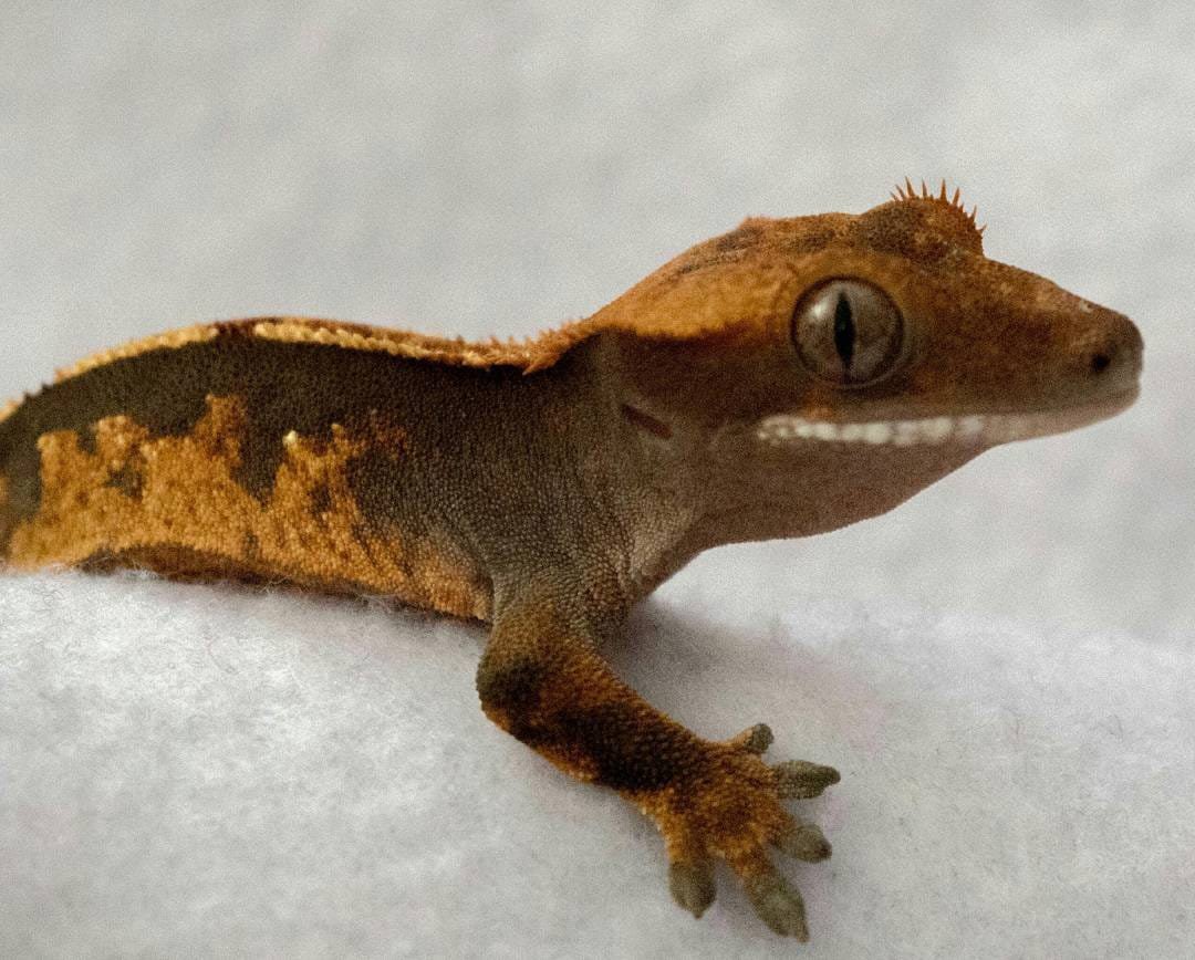 Chocolate Harlequin Crested gecko for sale