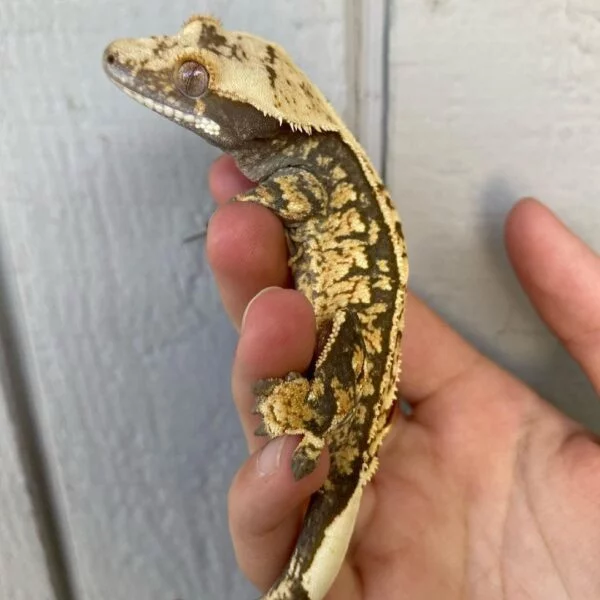 Extreme Harlequin Crested gecko for sale