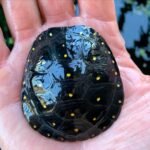 spotted turtle for sale online